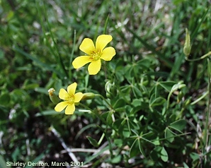 Oxalis corniculata