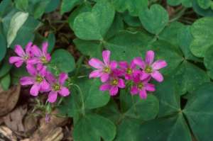 Oxalis debilis