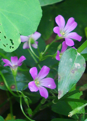 Oxalis debilis