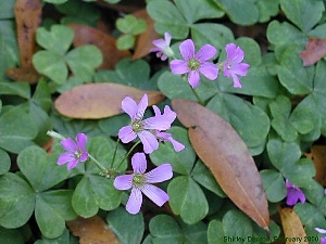 Oxalis debilis