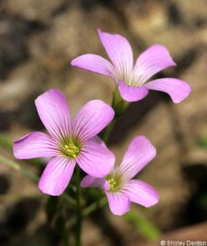 Oxalis debilis