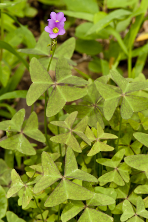 Oxalis intermedia