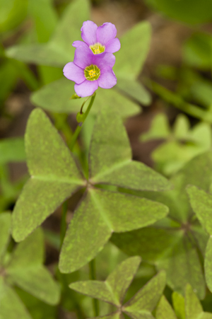 Oxalis intermedia