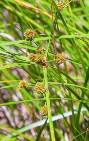 Cyperus blepharoleptos