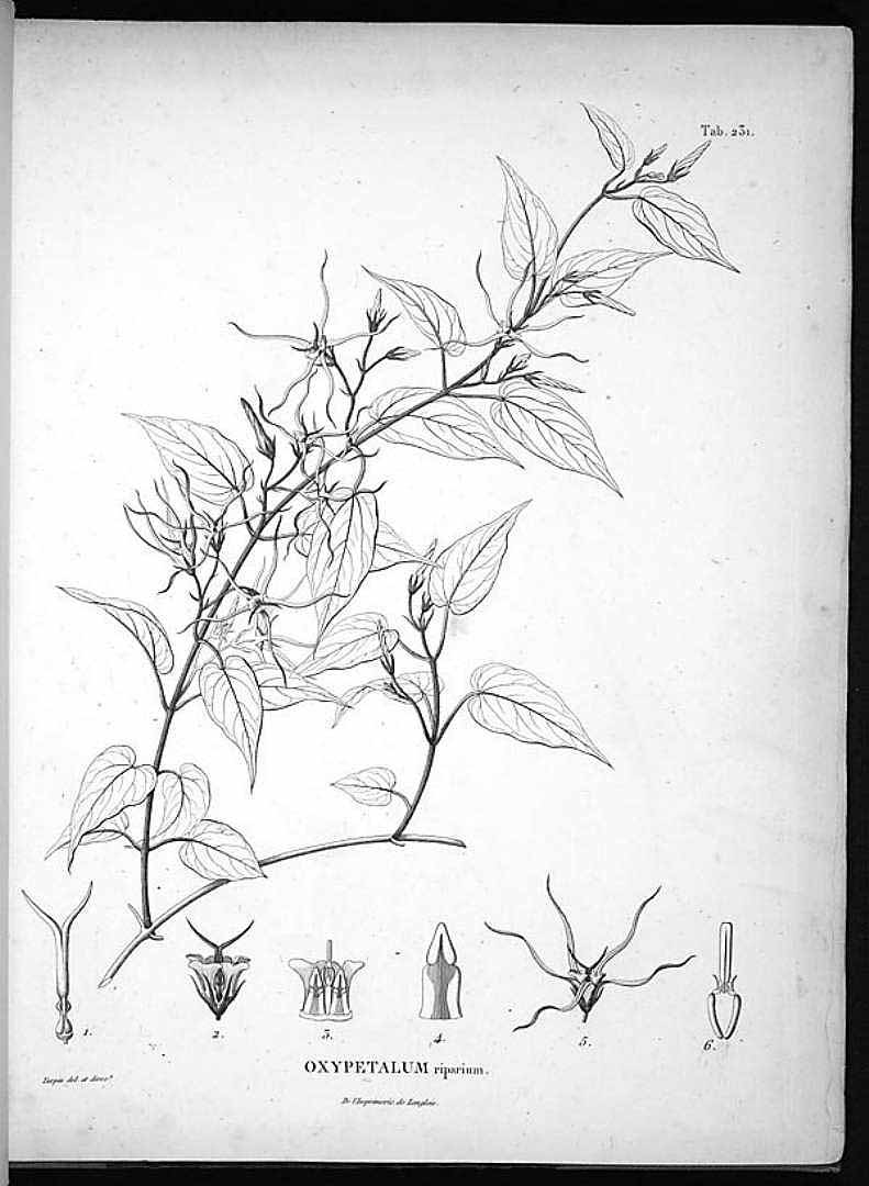 Oxypetalum cordifolium
