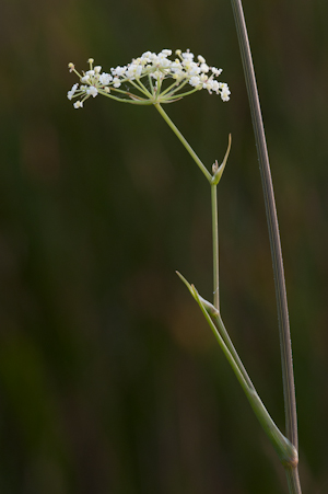 Tiedmannia filiformis