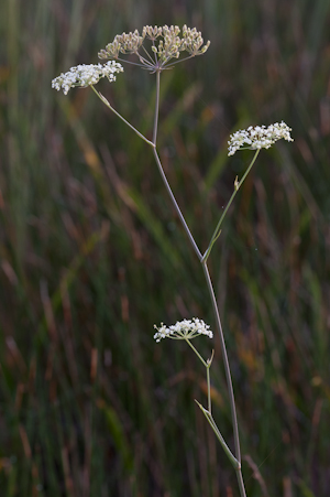 Tiedmannia filiformis