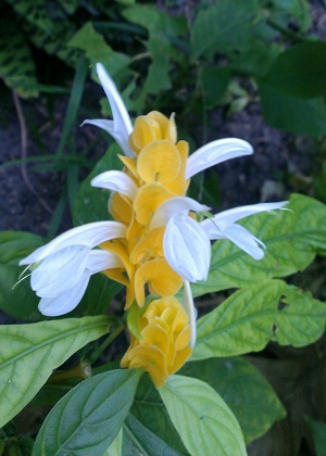 Pachystachys lutea