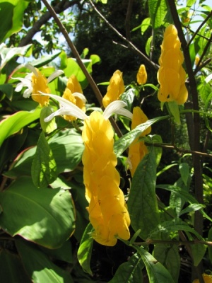 Pachystachys lutea