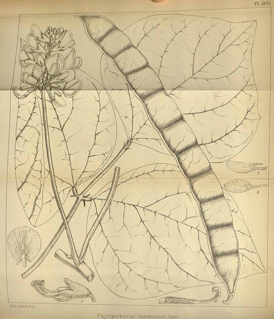 Pachyrhizus tuberosus