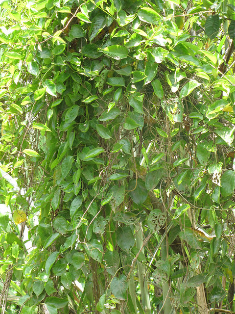 Paederia foetida