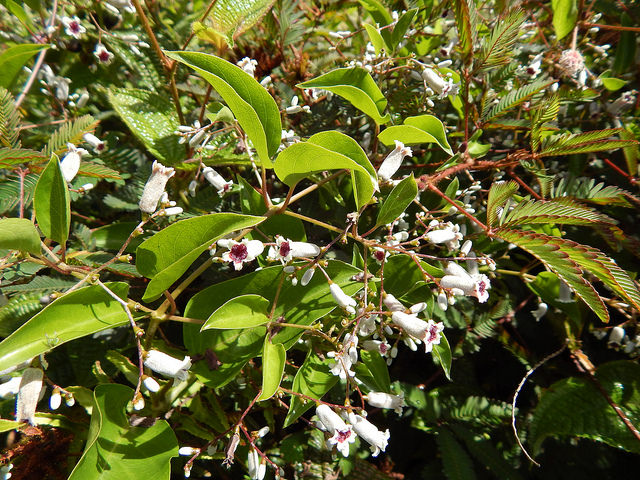 Paederia foetida