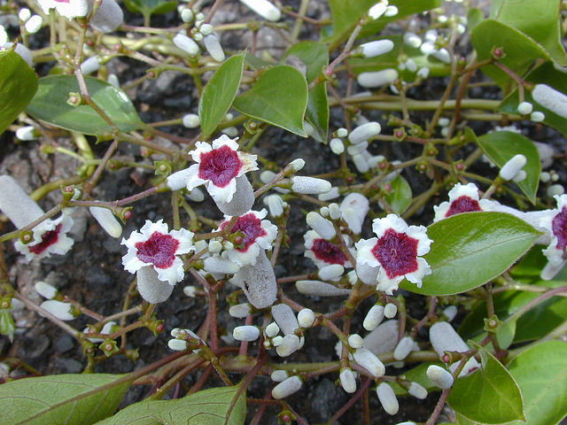 Paederia foetida