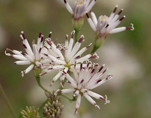 Palafoxia feayi