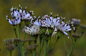 Palafoxia feayi