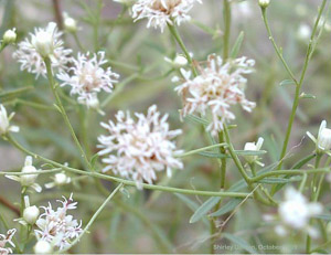 Palafoxia integrifolia