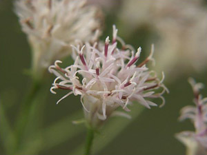 Palafoxia integrifolia