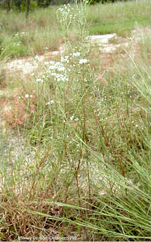 Palafoxia integrifolia