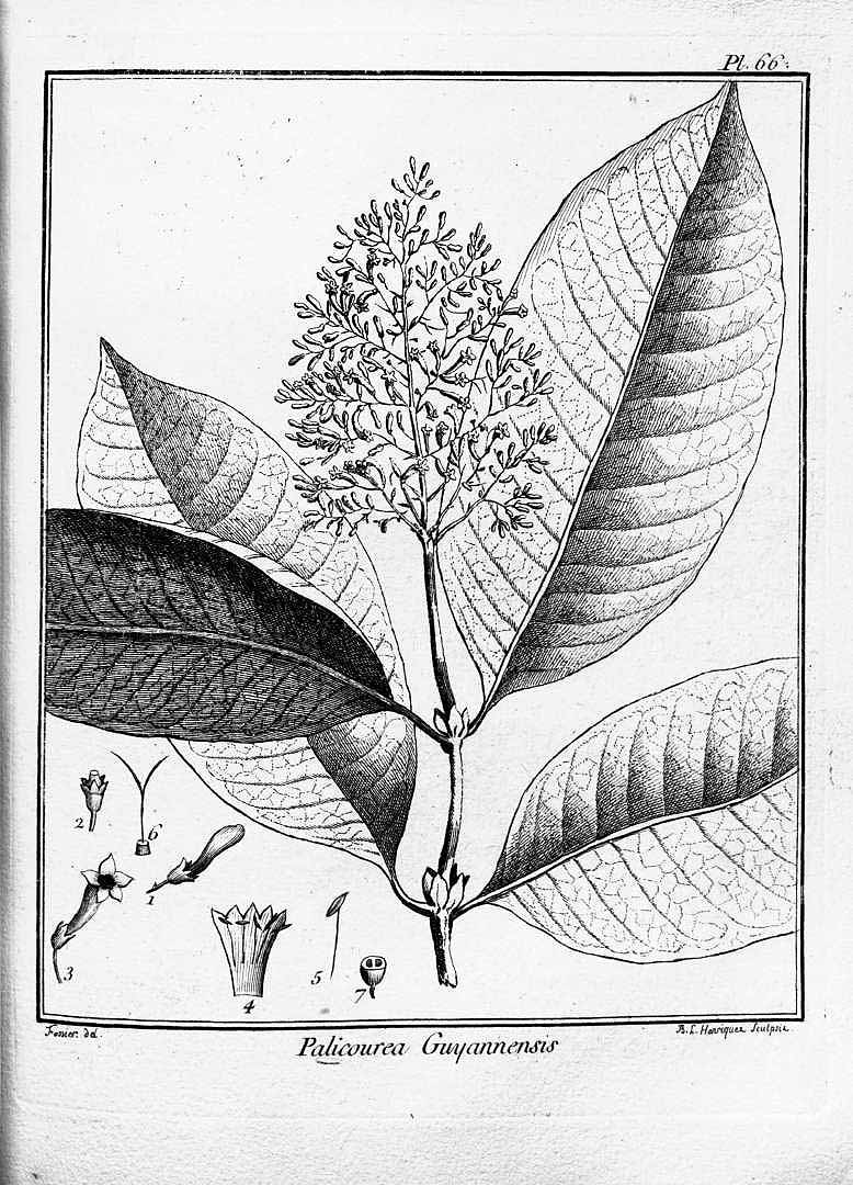 Palicourea guianensis