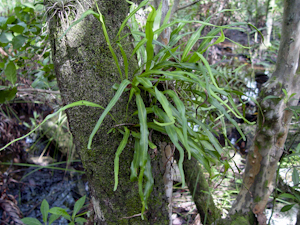 Pleopeltis marginata