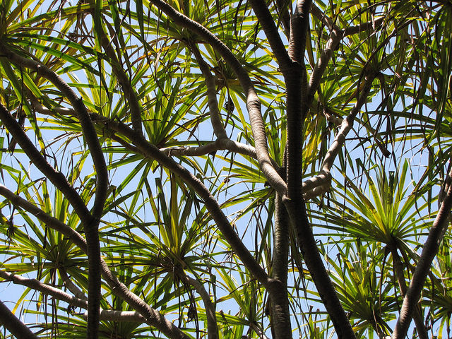 Pandanus tectorius