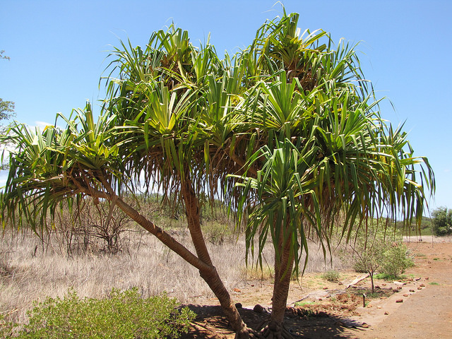 Pandanus tectorius