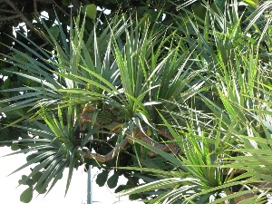 Pandanus utilis