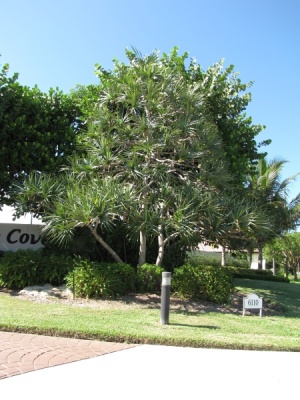 Pandanus utilis