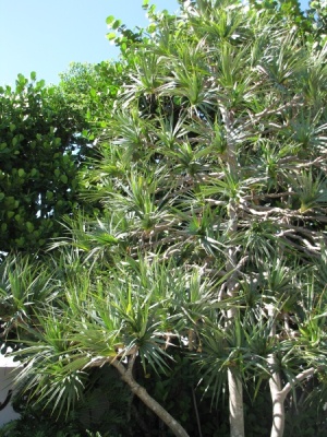 Pandanus utilis