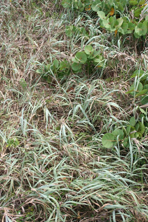 Panicum amarum