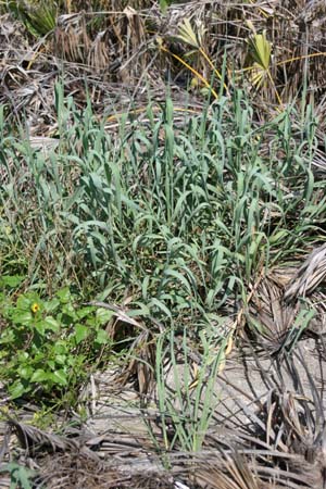 Panicum amarum