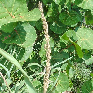 Panicum amarum