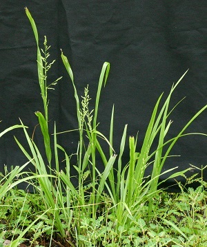 Panicum anceps