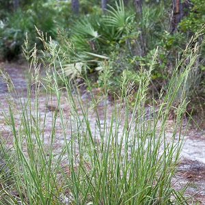 Panicum anceps