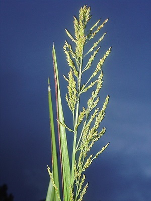 Panicum anceps