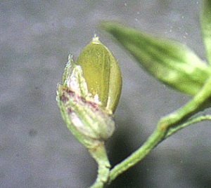 Panicum anceps