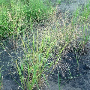 Panicum dichotomiflorum