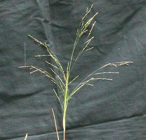 Panicum dichotomiflorum