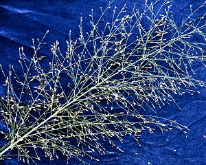 Panicum dichotomiflorum