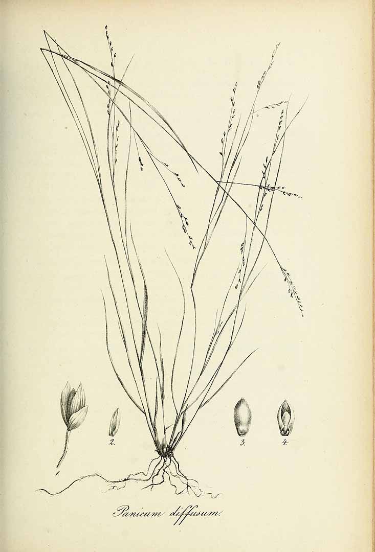 Panicum diffusum