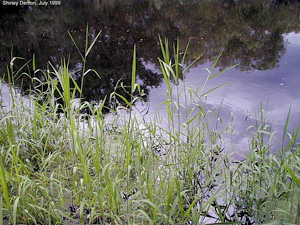 Panicum hemitomon