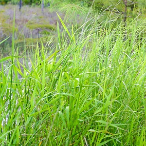 Panicum hemitomon