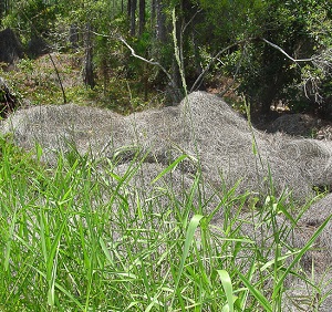 Panicum hemitomon