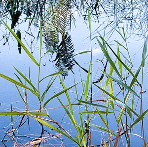 Panicum hemitomon