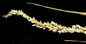 Panicum hemitomon