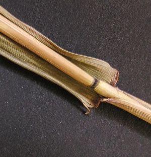 Panicum hemitomon