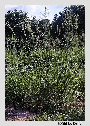 Panicum maximum