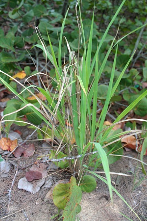 Panicum maximum