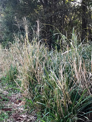 Panicum maximum