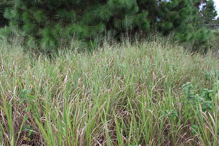 Panicum maximum